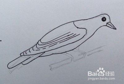 网红鸟画法,捕捉灵动瞬间，绘出自然之美