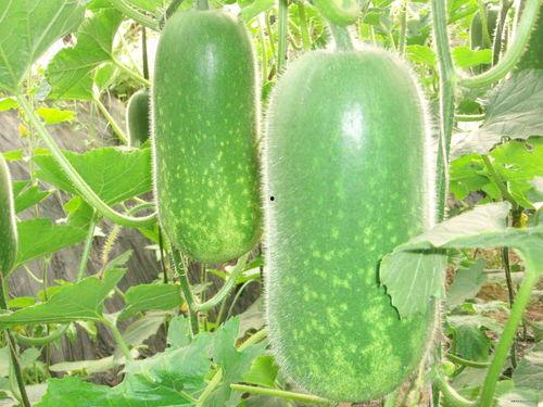 梦见我摆放瓜果吃瓜,揭秘瓜果摆放与品尝的神秘寓意