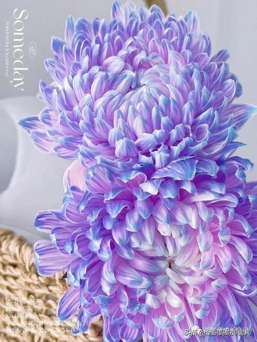 今日头条燕郊牡丹花,春意盎然赏花记