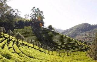 梅县区网红,揭秘客家文化新名片