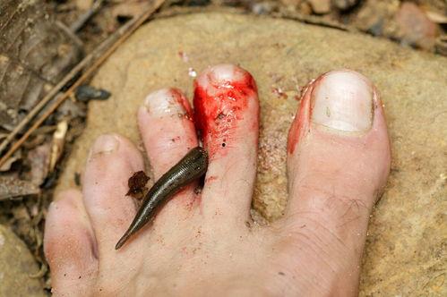 成都网红乌梢蛇是何人,揭秘网络红人的神秘魅力