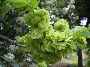 睢县榆钱新闻头条