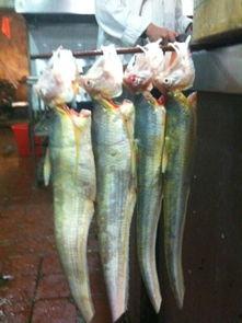 鱼灯泡猜明星,揭秘那些与明星名字不谋而合的神秘符号