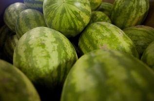 吃瓜研究司,探寻瓜界奥秘的幕后力量