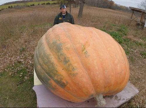 巨型瓜怎么吃,解锁美味新境界
