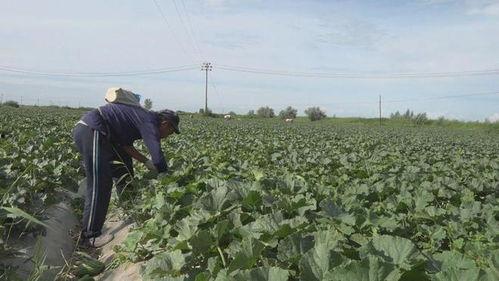 我的阿勒泰村长吃瓜,揭秘乡村生活的趣味瞬间