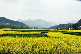 陕西花海今日头条视频,如梦如幻美景尽收眼底